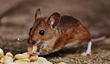 24 Hour & Emergency Exterminators in San Jose, NM
